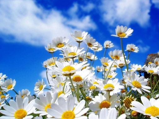 Солнце, цветы, позитивчик