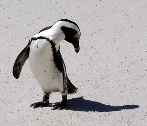 Пингвины (очень много фото)