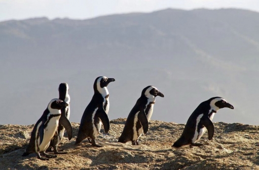 Пингвины (очень много фото)