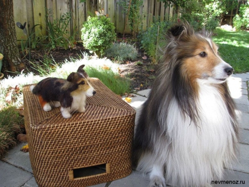 Собаки и их игрушечные копии