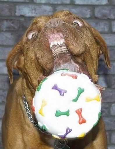 Милые фото очаровательной собаки!!! Собака и мячик =)