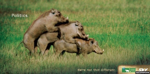 Animal Planet - креативная реклама: "Мы не такие уж и разные"