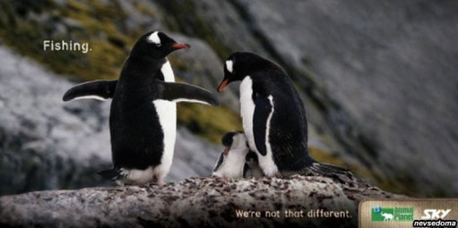 Animal Planet - креативная реклама: "Мы не такие уж и разные"
