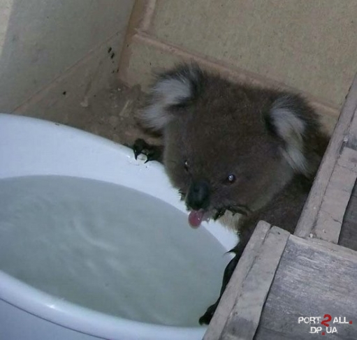 Моем коалу или Фото купающейся Коалы