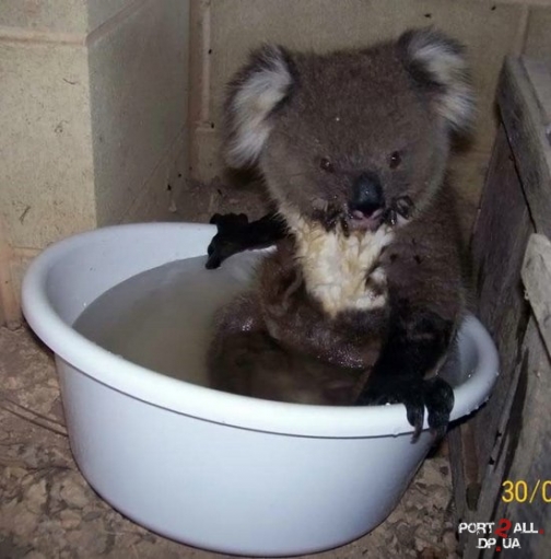 Моем коалу или Фото купающейся Коалы