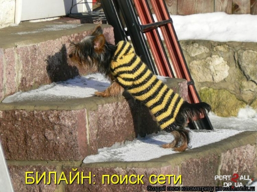 Веселящие фото животных)