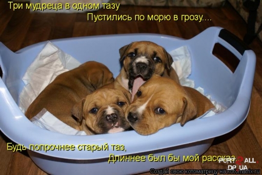 Веселящие фото животных)