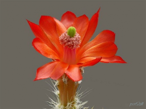 Цветущие кактусы. Фото кактусов.