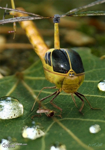 Фотожабы на насекомых.