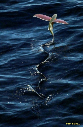 Рыба - летунья. Летающая рыба. (Фото + инфа)
