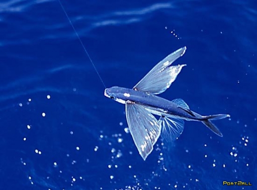Рыба - летунья. Летающая рыба. (Фото + инфа)