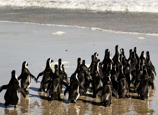 Спасение пингвинов