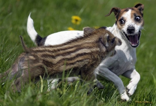 Дружба между кабанов и собакой