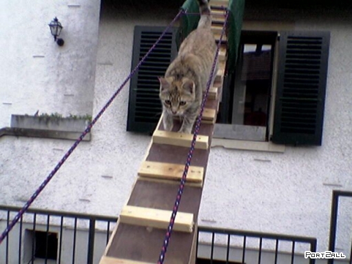 Лестницы для кошек!