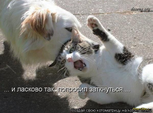 Любителям животных: котоматрицы! (21 фото)