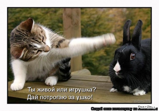 Любителям животных: котоматрицы! (21 фото)