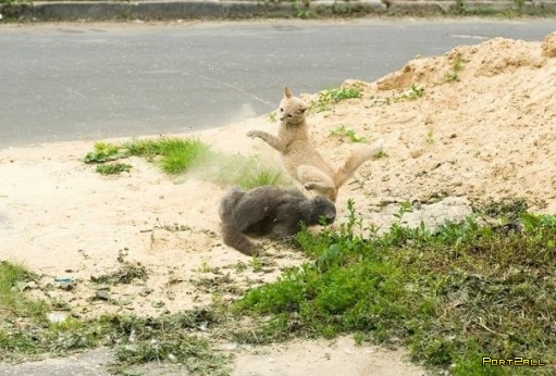 Жестокий кото-махач (4 фото)