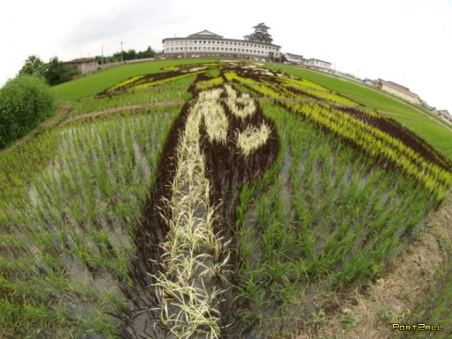 Красивые рисунки на рисовых полях (8 фото)