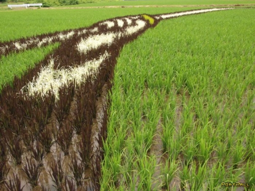 Красивые рисунки на рисовых полях (8 фото)