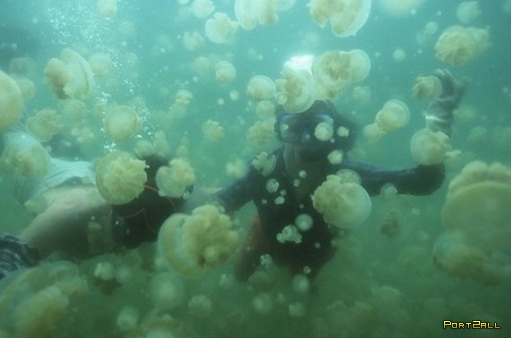 Небольшое царство медуз на западе Карибского моря.