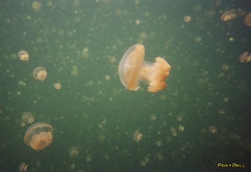 Небольшое царство медуз на западе Карибского моря.