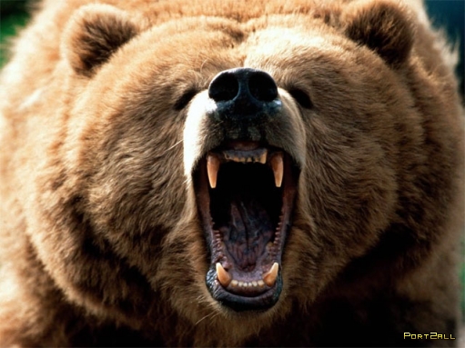 Медведи. Фото медведей. 