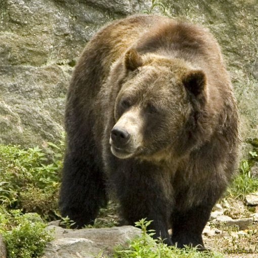 Медведи. Фото медведей. 