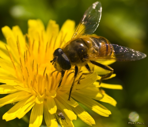 Пчелы. Интересные факты о пчелах. Фотографии пчел