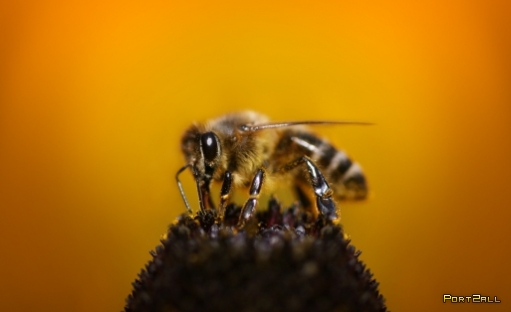 Пчелы. Интересные факты о пчелах. Фотографии пчел