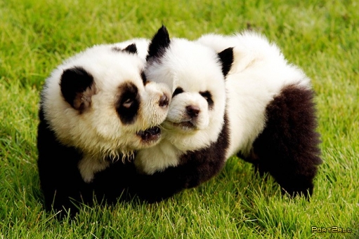 Китайцы научились превращать собак в других животных. Собака-панда. Собака-тигр.