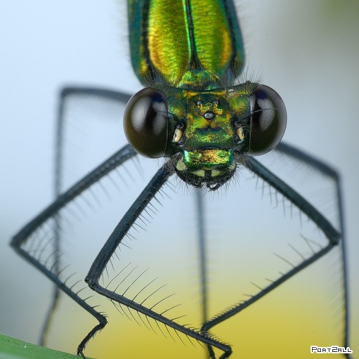 Невообразимая макросъемка насекомых от Mikesi. Макро-фото насеомых.