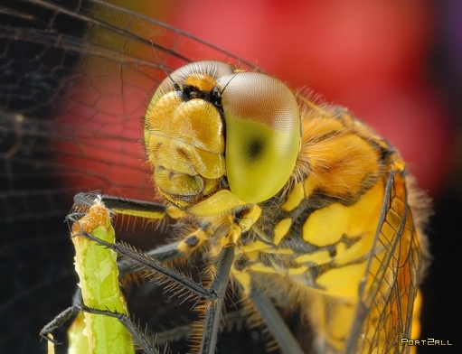 Невообразимая макросъемка насекомых от Mikesi. Макро-фото насеомых.