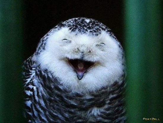 Смеющиеся совы. Веселые фото сов. #Совофото