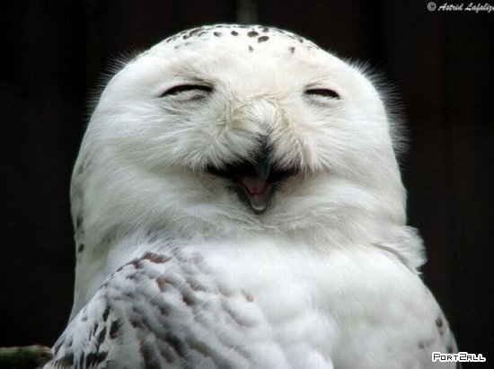 Смеющиеся совы. Веселые фото сов. #Совофото