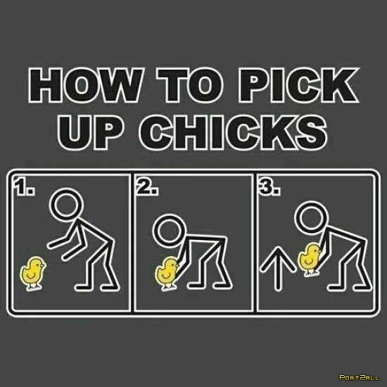 How to pick up chicks